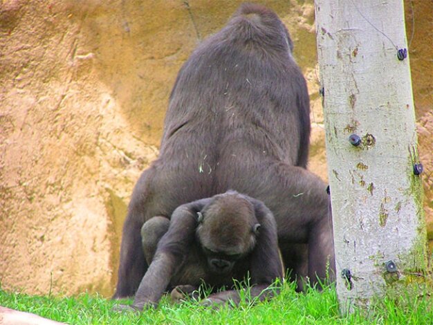 The Big Gorilla Sits Wherever He Wants To… Or Maybe Not